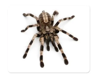 Коврик для мыши DEFENDER Silk 230x190 mm шелк+резина рисунок в ассортименте